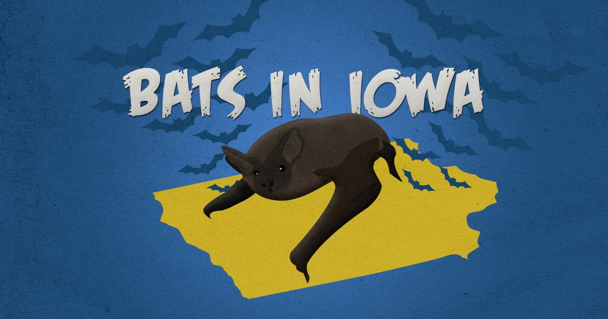 bats in iowa iowa bat control